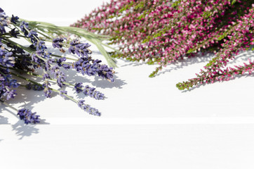 Heather and lavender  flowers on white background with copy spac