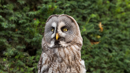 owl 4