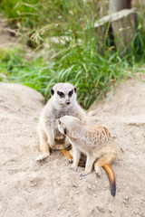 Meerkat, Suricata, suricatta also known as the suricate. Wildlif