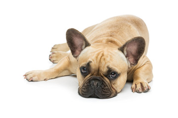 Beautiful french bulldog dog - 120385307