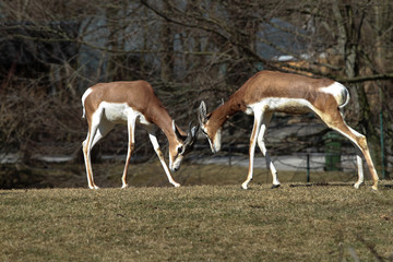 Mhorr-Gazelle - Nanger dama