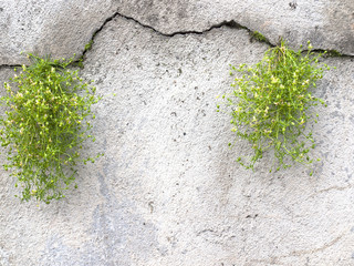 a grass struggles to grow on a concrete wall