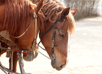 Two horses close up. Love and tenderness