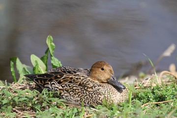 Northern Pintail (Anas acuta) in Japan