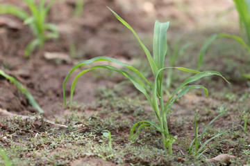 Seedlings of corn in farming area.