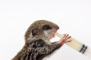 Feeding baby flying Lemur  with milk replacer by syringe