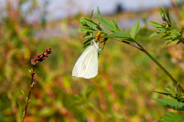 Cabbage White butterfly