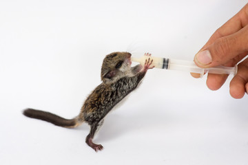 Feeding baby flying Lemur  with milk replacer by syringe