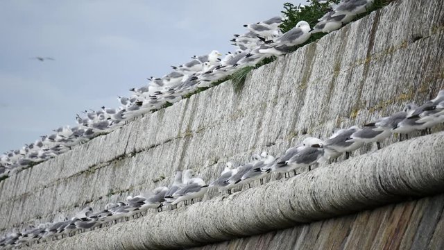 Wild Seagulls at Aberdeen Beach, Scotland, UK
