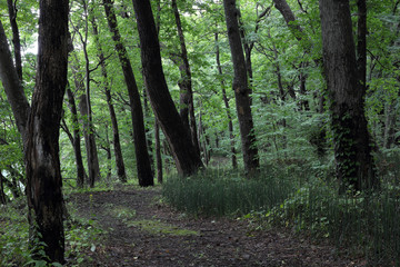 Naklejka premium 森の中の古い道