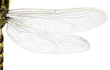 Macro of dragonfly wings and body on white background.