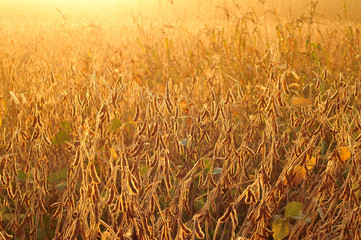 Field of soybean in early morning