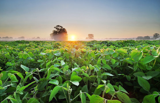 Soybean Field At Sunrise