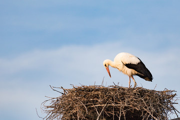 white stork at his nest