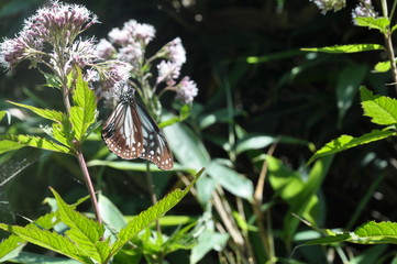 ヨツバヒヨドリ　花 菊　蝶　高原