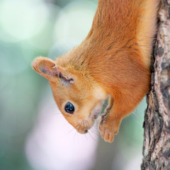 Red squirrel on tree