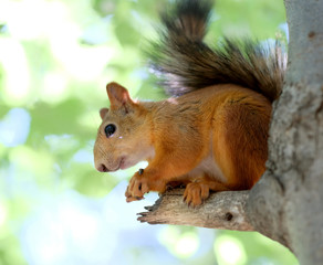 Naklejka na ściany i meble Red squirrel on tree