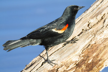 Red-winged Blackbird catch light