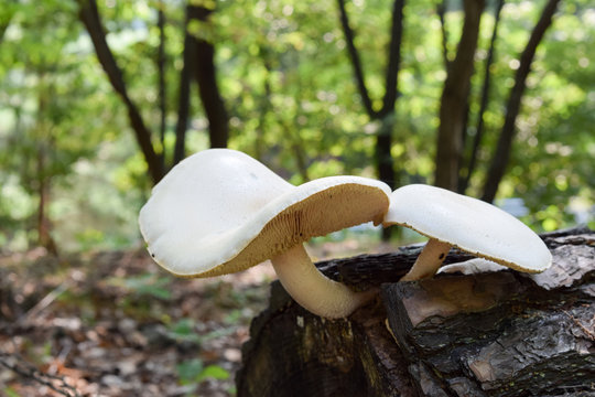 wild mushroom in forest