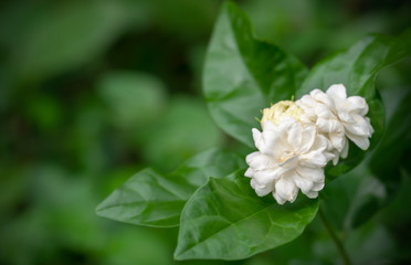 Obraz na płótnie Canvas White flower, Jasmine (Jasminum sambac L.) on tree