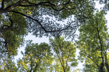High deciduous trees in deciduous forest