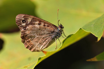 butterfly on a leaf