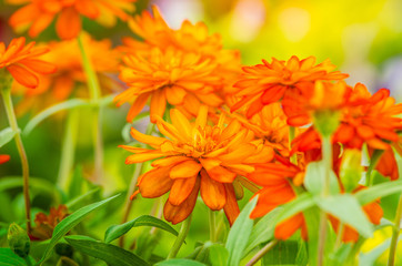 Fototapeta premium beautiful Close up of Vibrant Orange Zinnia Flower in the garden