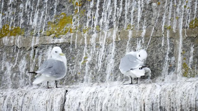 Wild Seagulls at Aberdeen Beach, Scotland, UK
