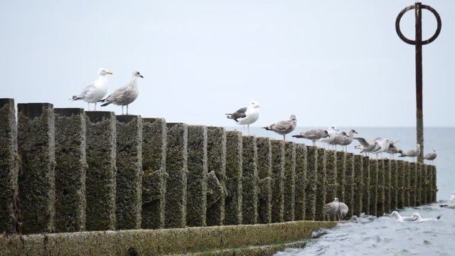 Wild Seagulls at Aberdeen Beach, Scotland, UK
