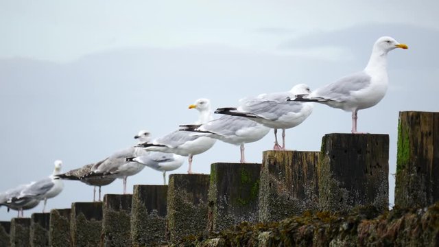Wild Seagulls at Aberdeen Beach, Scotland, UK
