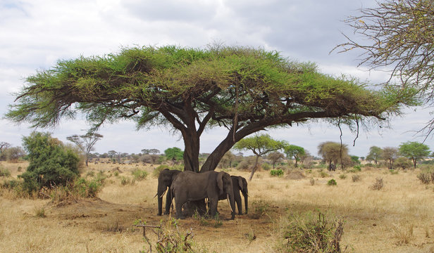 Trois &eacute;l&eacute;phants sous un arbre dans la savane Africaine