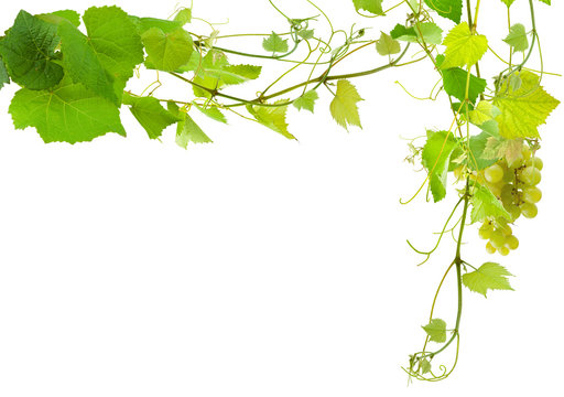  page de vigne, fond blanc