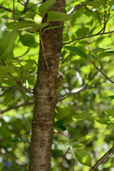 A kind of Japanese cicada-Cryptotympana facialis- are perched on cherry stem in July.