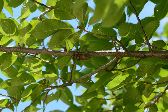 A kind of Japanese cicada-Cryptotympana facialis- has singing perched on a tree of cherry tree in July.