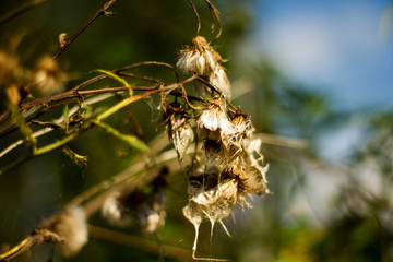Pflanze im Morgenlicht im Herbst