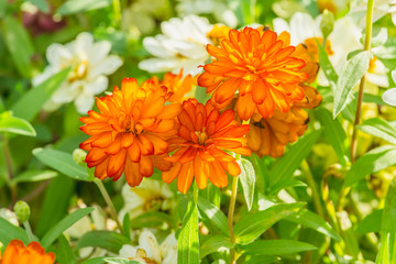 Fototapeta premium beautiful Close up of Vibrant Orange Zinnia Flower in the garden
