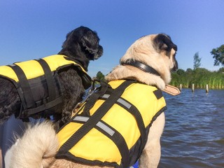 Zwei Hunde mit Schwimmwesten machen Bootstour
