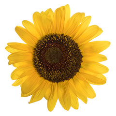 Fototapeta premium Sunflower isolated on white background
