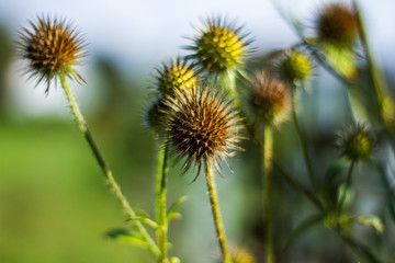 Obraz premium Pflanzen im Morgenlicht im Herbst