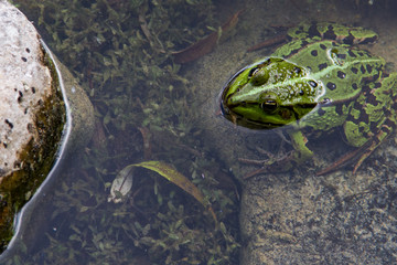 Frosch im Gartenteich