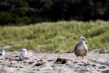 Möwen am Strand