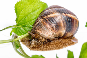 Snail on a white background