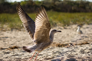 Raubmöwe beim Abflug