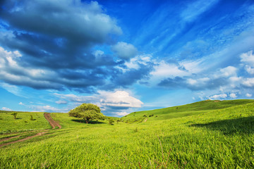 Summer landscape with few trees on the grassy hillside meadow ne