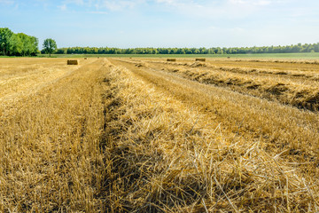 Fototapeta na wymiar Summer landscape with straw bales and ridges