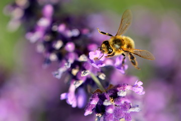 Bee on a lavender branch