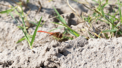 beautiful red dragonfly