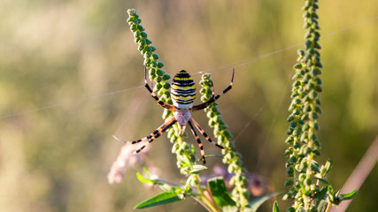 beautiful wasp spider
