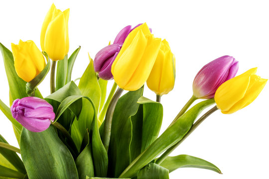 Bouquet of yellow and purple tulips 