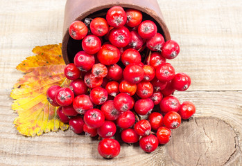 Fresh fruit of hawthorn. The concept of alternative medicine.